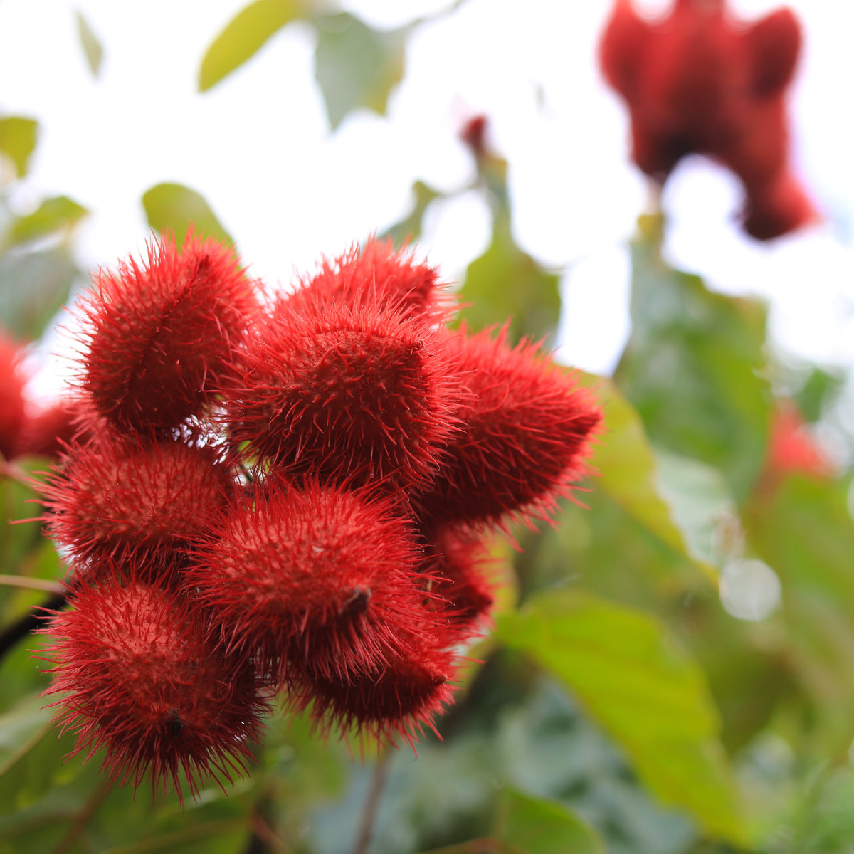 Annatto Salve