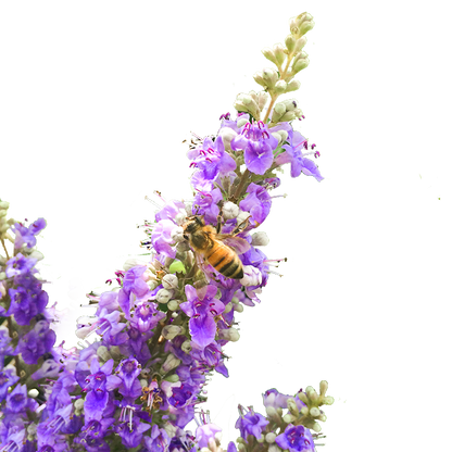 Chaste Berry Tincture